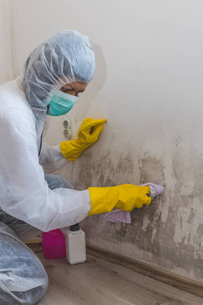 Best Asbestos and Lead Testing During Mold Inspection  in Dupo, IL