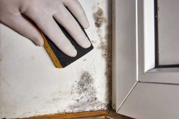 Best Mold Remediation for Healthcare Facilities  in Dupo, IL